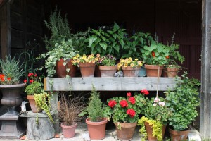 Containers! We use both annuals & perennials 